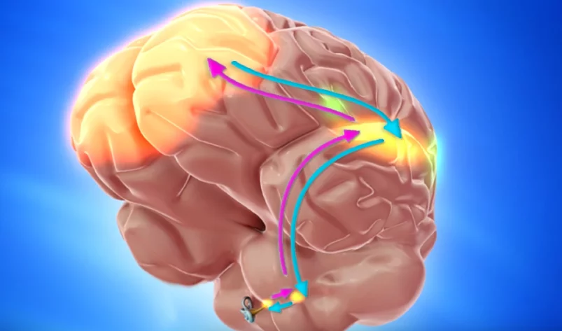 Connexions des voies auditives avec les régions frontales et préfrontales qui contrôlent l’axe émotion-cognition-comportement.